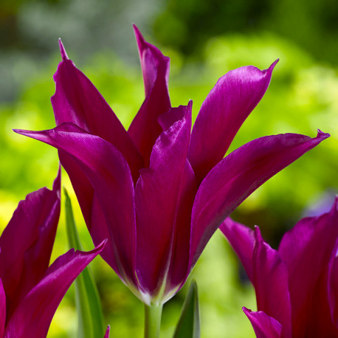 Tulipan Viridiflora Purple Doll