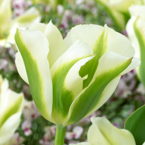 Tulipan Viridiflora Spring Green