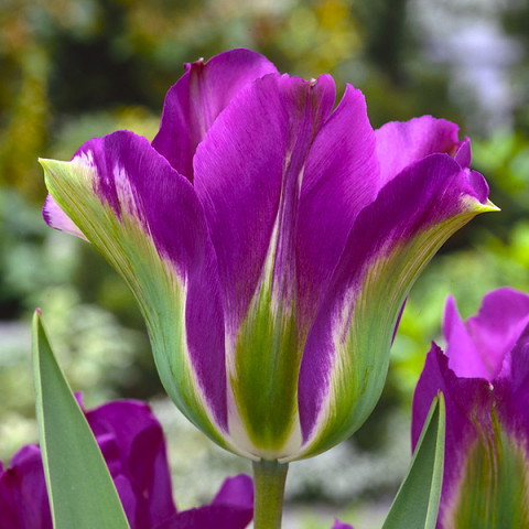 Tulipan Viridiflora Violet Bird