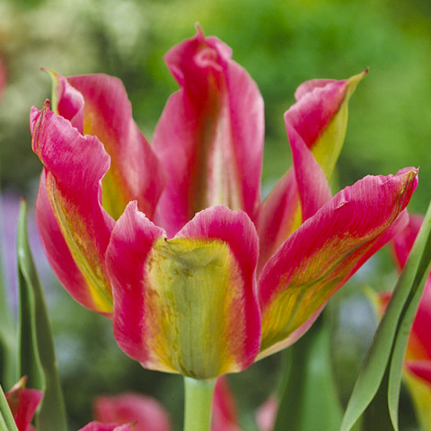 Tulipan Viridiflora Virichic