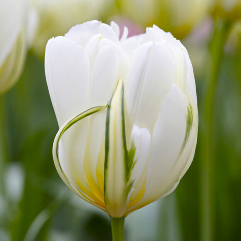 Tulipan Viridiflora White Valley