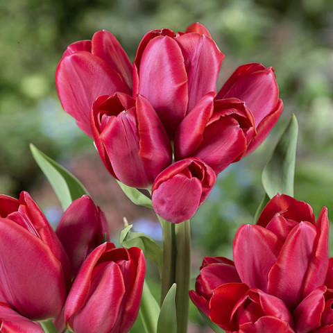 Tulipan Wielokwiatowy (Multiflora) Merry Go Round