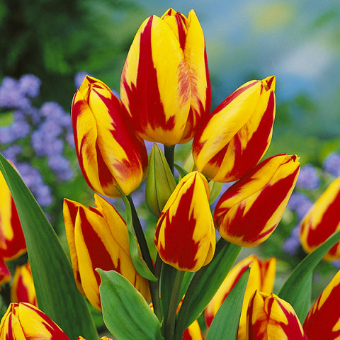 Tulipan Wielokwiatowy Colour Spectacle