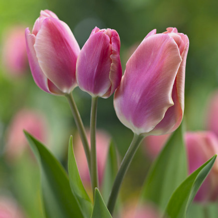 Tulipan Wielokwiatowy Purple Bouquet