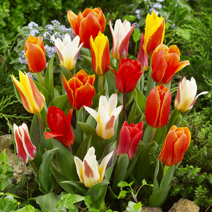 Tulipan Wczesny Niski Mix 10 szt