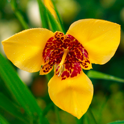 Tygrysówka Pavonia Aurea (Żółta) 