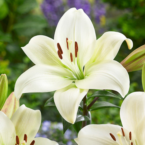 Lilia LA Hybryda Canova 1 szt