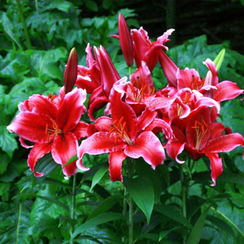 Lilia Orientalna Red Flash 1 szt