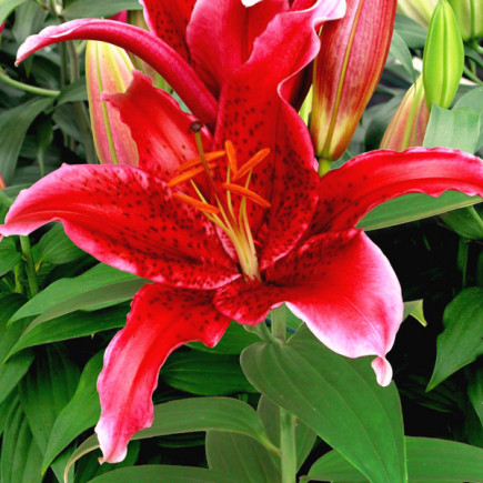 Lilia Orientalna Red Flash