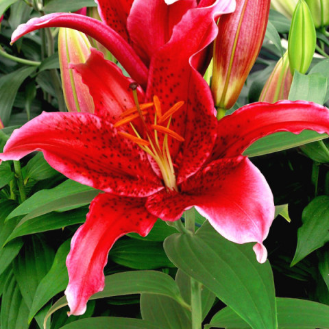 Lilia Orientalna Red Flash 1 szt