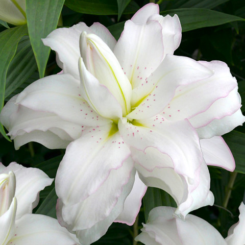 Lilia Orientalna Pełna Lotus Beauty 