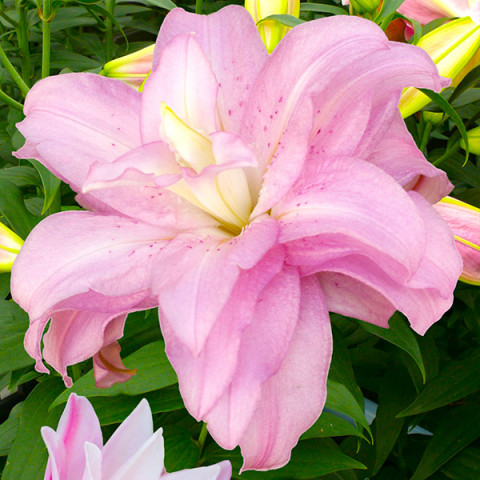 Lilia Pełna Lotus Spring