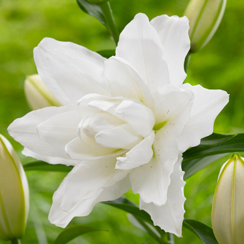 Lilia Orientalna Pełna Lotus Pure