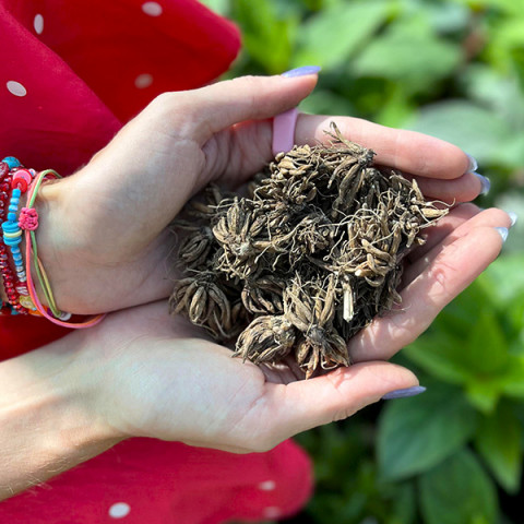 Ranunculus - Jaskier White