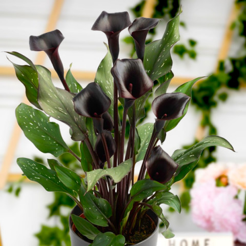 Zantedeschia - Kalla Arabian Night