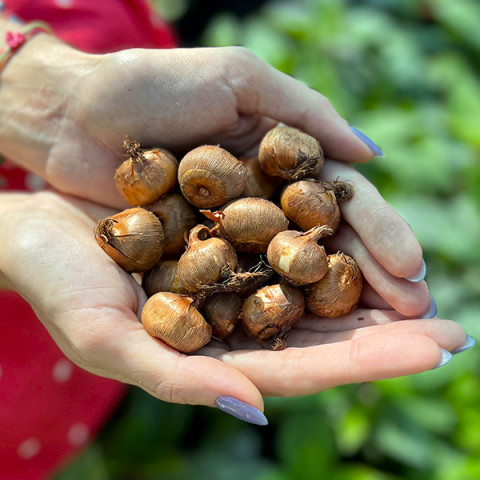 Krokus Wielkokwiatowy Golden Yellow Oferta Specjalna 50 szt