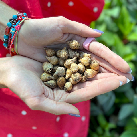 Muscari - Szafirek Azureum