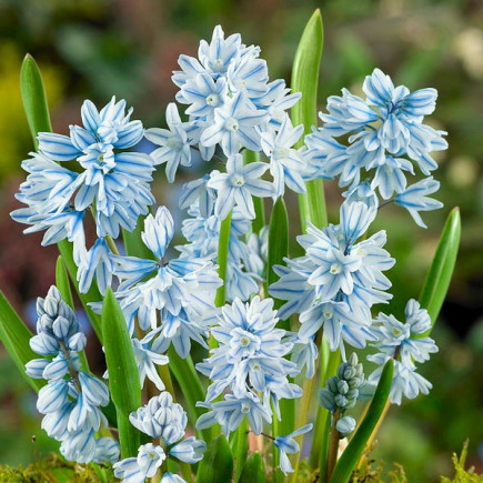 Puszkinia Blue (Scilloides)