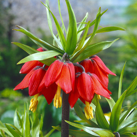 Fritillaria - Szachownica Rubra