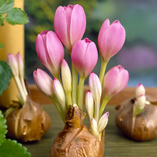 Cebulki i bulwy kwiatow z Holandii 