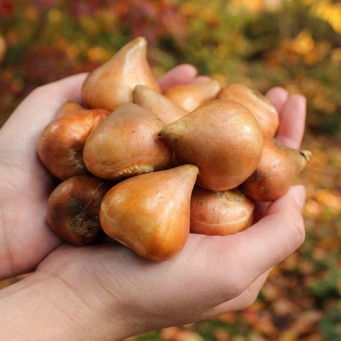 Tulipan Triumph Headline