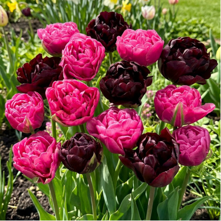 Zestaw cebul tulipanów Majestic 10 szt