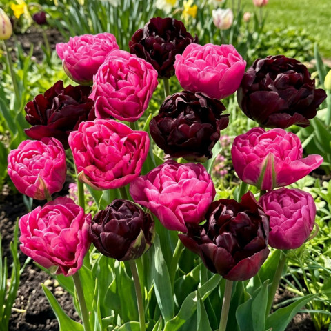 Zestaw cebul tulipanów Majestic 10 szt