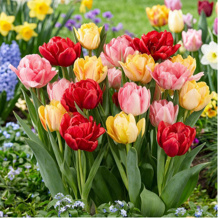 Zestaw cebul tulipanów Tulip Pop 15 szt