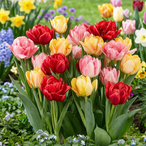Zestaw cebul tulipanów Tulip Pop 15 szt