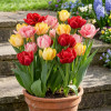 Zestaw cebul tulipanów Tulip Pop 15 szt