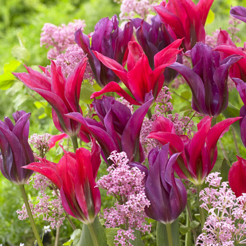 Zestaw cebulek tulipanów Bal Kwiatowy 