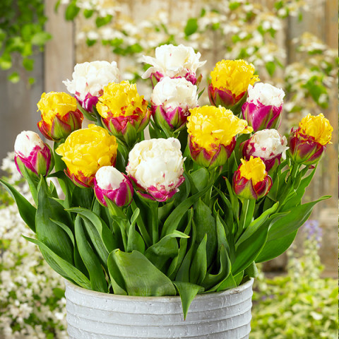 Zestaw cebulek Tulipanów Kwitnące lody