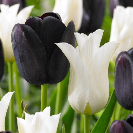 Zestaw cebulek Tulipanów Yin i Yang