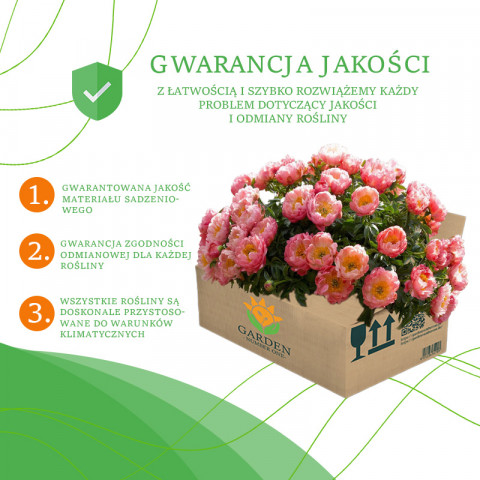 Tulipan Pełny+Wielokwiatowy Peggy Wonder