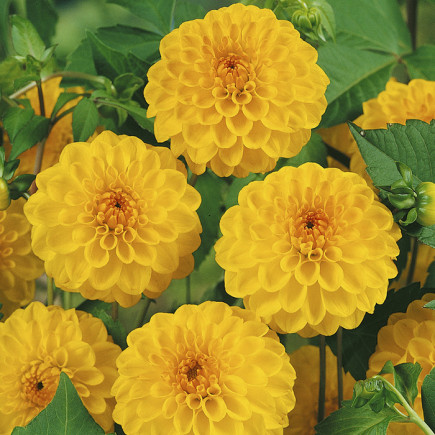 Dalia Pomponowa Golden Scepter