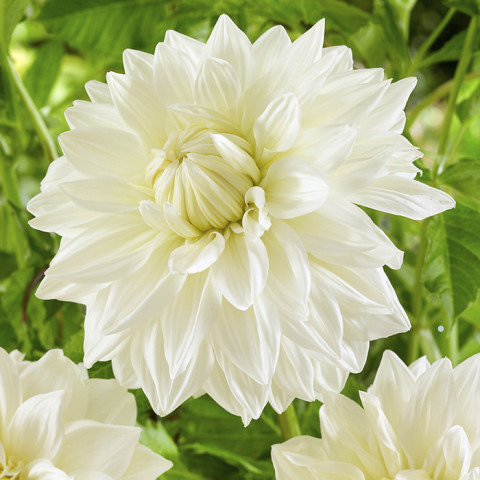 Dalia Dekoracyjna Bull's Pride 1 szt