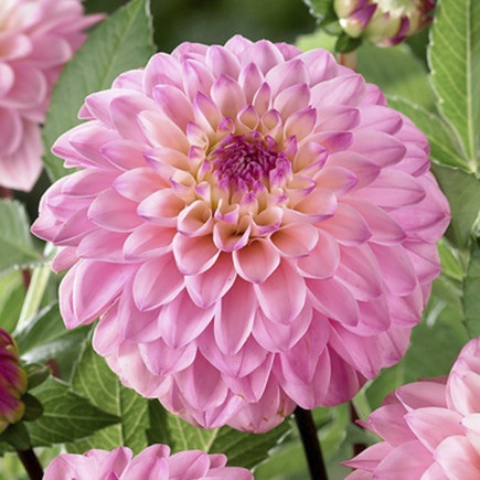 Dalia Dekoracyjna Princesse Laetitia