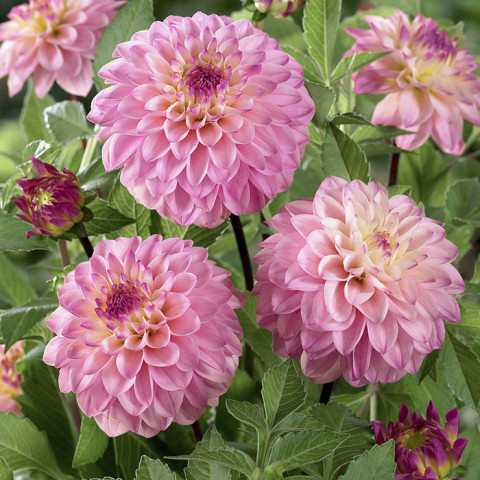 Dalia Dekoracyjna Princesse Laetitia 1 szt