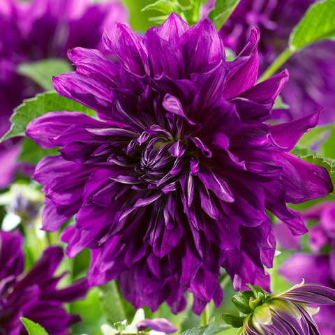 Dalia Dekoracyjna Purple Taiheijo