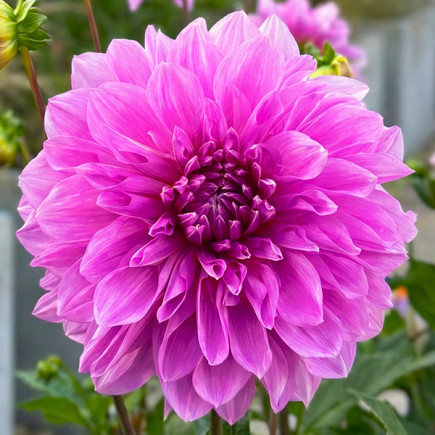 Dalia Dekoracyjna PURPUROWA PIĘKNOŚĆ