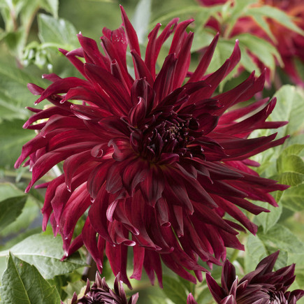 Dalia Kaktusowa Black Narcissus 