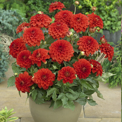 Dalia Karłowa Gallery Valentin 1 szt