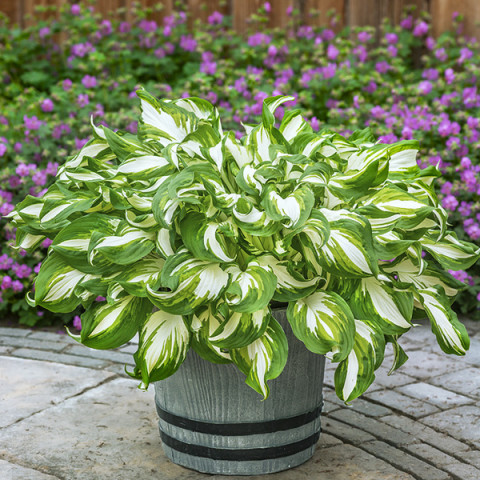 Hosta - Funkia Kiwi Spearmint