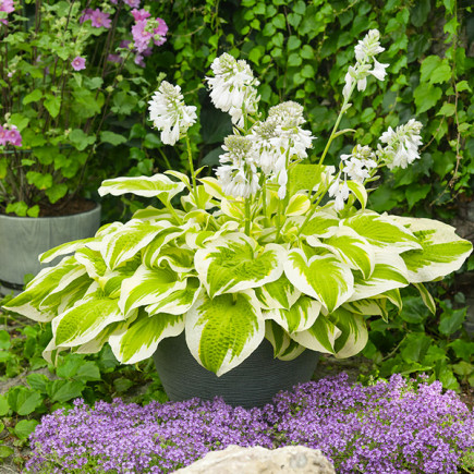 Hosta - Funkia Spring Morning w pojemniku 2.5 l