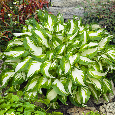 Hosta - Funkia Undulata Mediovariegata Pojemnik