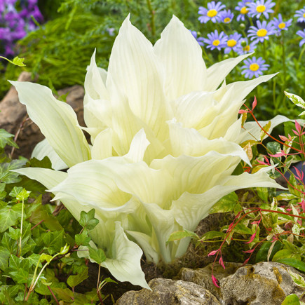 Funkia White Feather Pojemnik