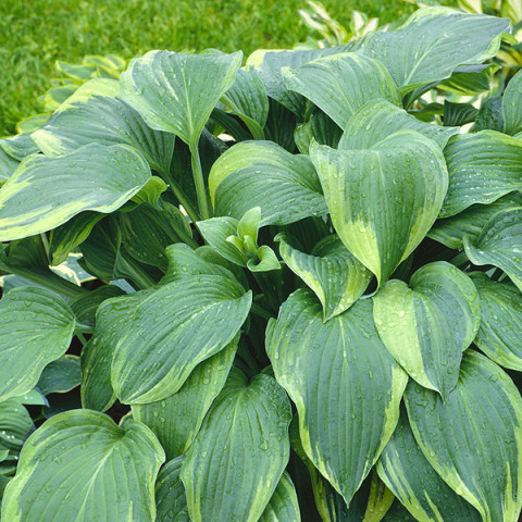 Hosta - Funkia Wielkolistna Alvatine Taylor