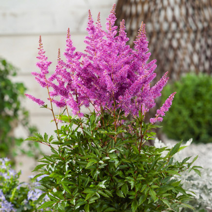 Tawułka Arendsa Gloria Purpurea