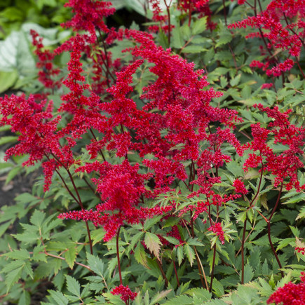 Tawułka Arendsa Red Charm