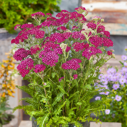 Achillea Millefolium Cassis